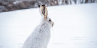 Зайцы-беляки начали образовывать пары – биолог Павел Глазков
